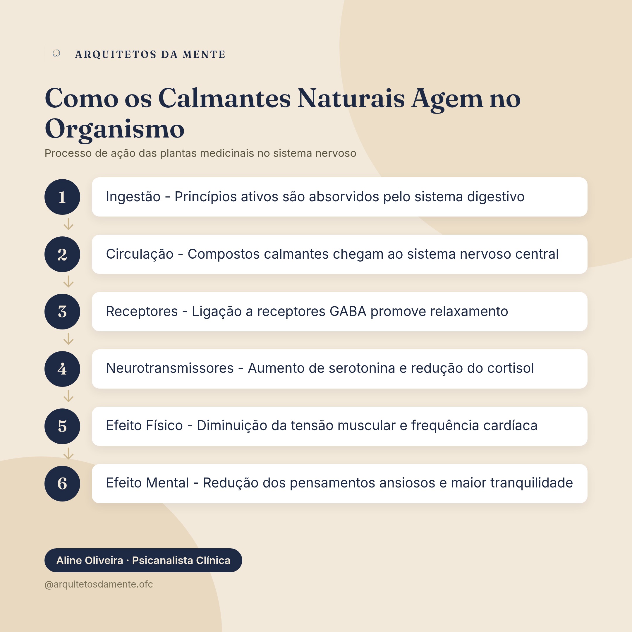 Ciclo de ação dos calmantes naturais para ansiedade no sistema nervoso